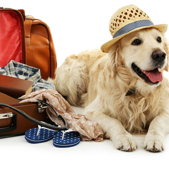 UK residents spend billions on dog accommodation Dog happy to not go to dog accommodation