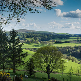 Angus field Angus field